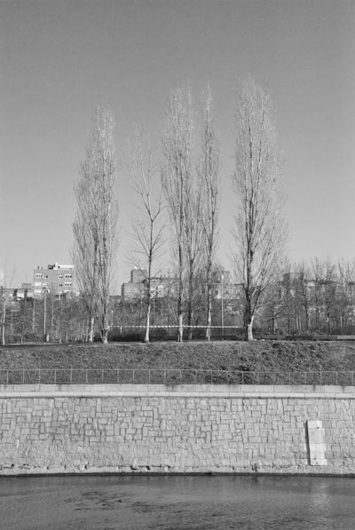 trees on the river bank of a city, black and white