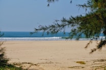 A serene sandy beach with gentle ocean waves in the background. Pine tree branches frame the image from the top and sides, creating a natural border. The sky is clear, enhancing the peaceful and calm atmosphere.