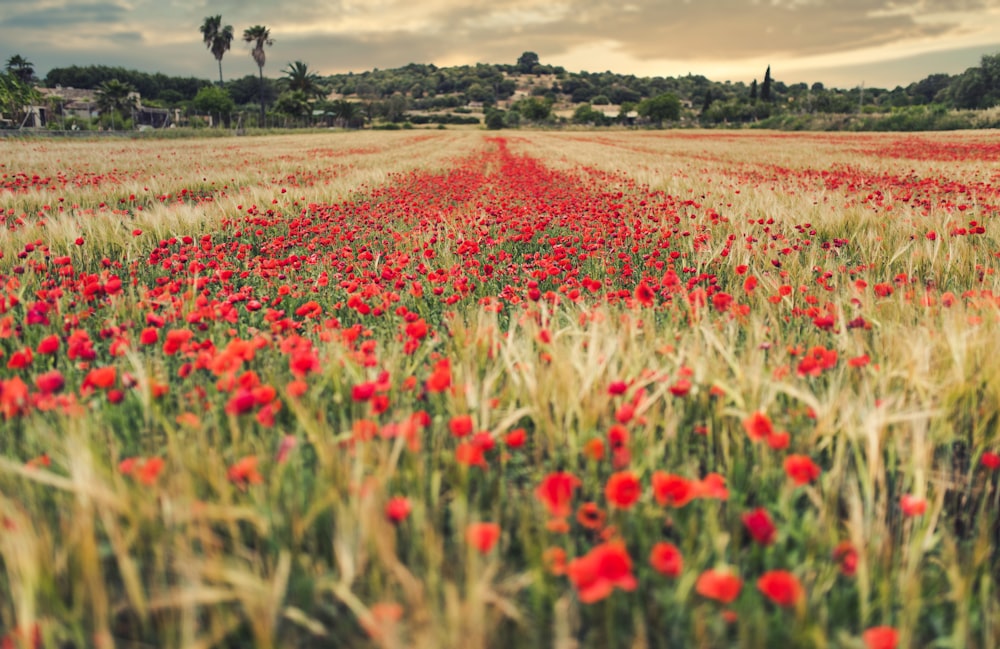 red flower field during daytime