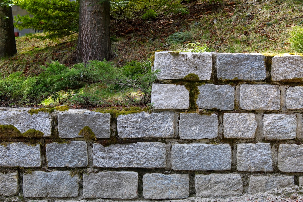 graue Betonziegelmauer in der Nähe von grünem Gras und Bäumen während des Tages