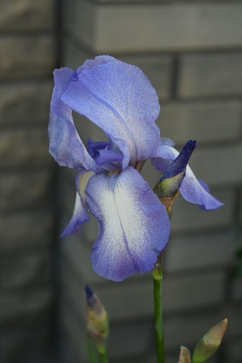 purple and white flower in close up photography