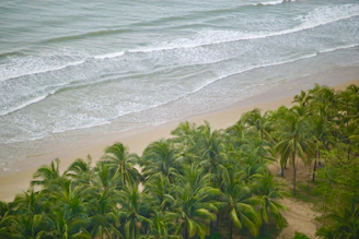 green coconut palm tree on beach shore during daytime