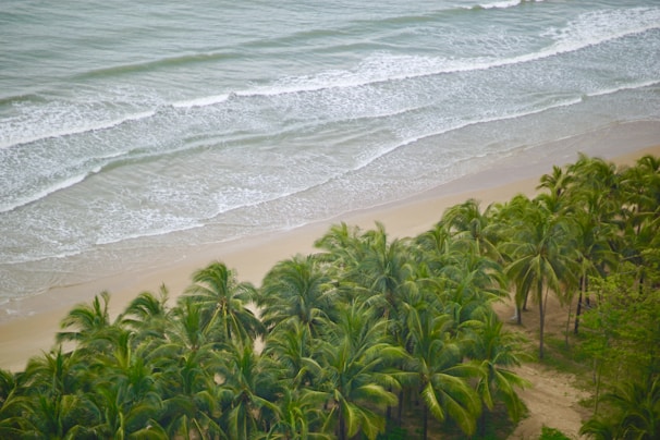green coconut palm tree on beach shore during daytime