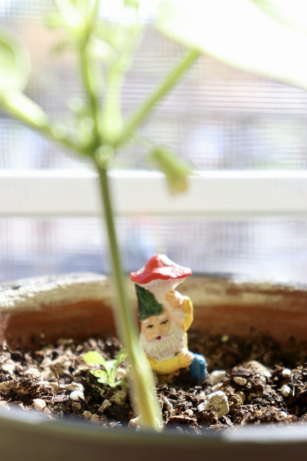 green plant in brown soil