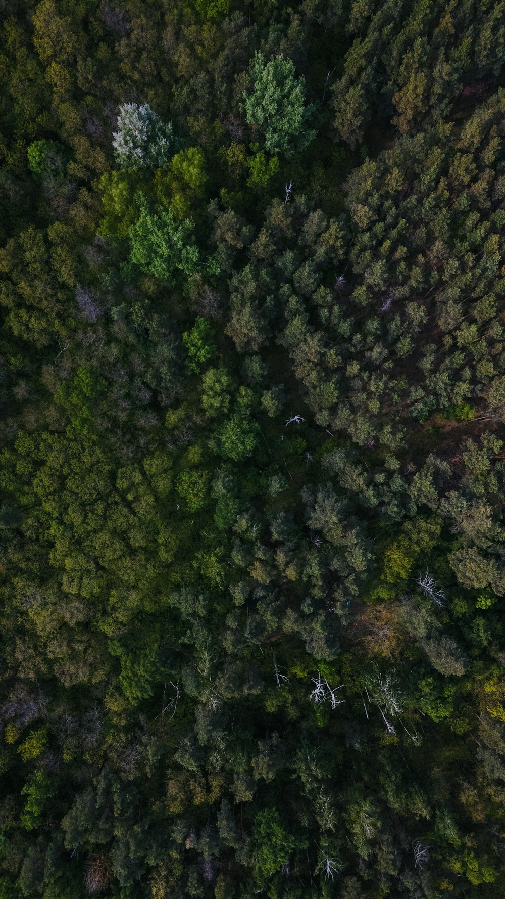 árboles verdes en un campo de hierba verde durante el día