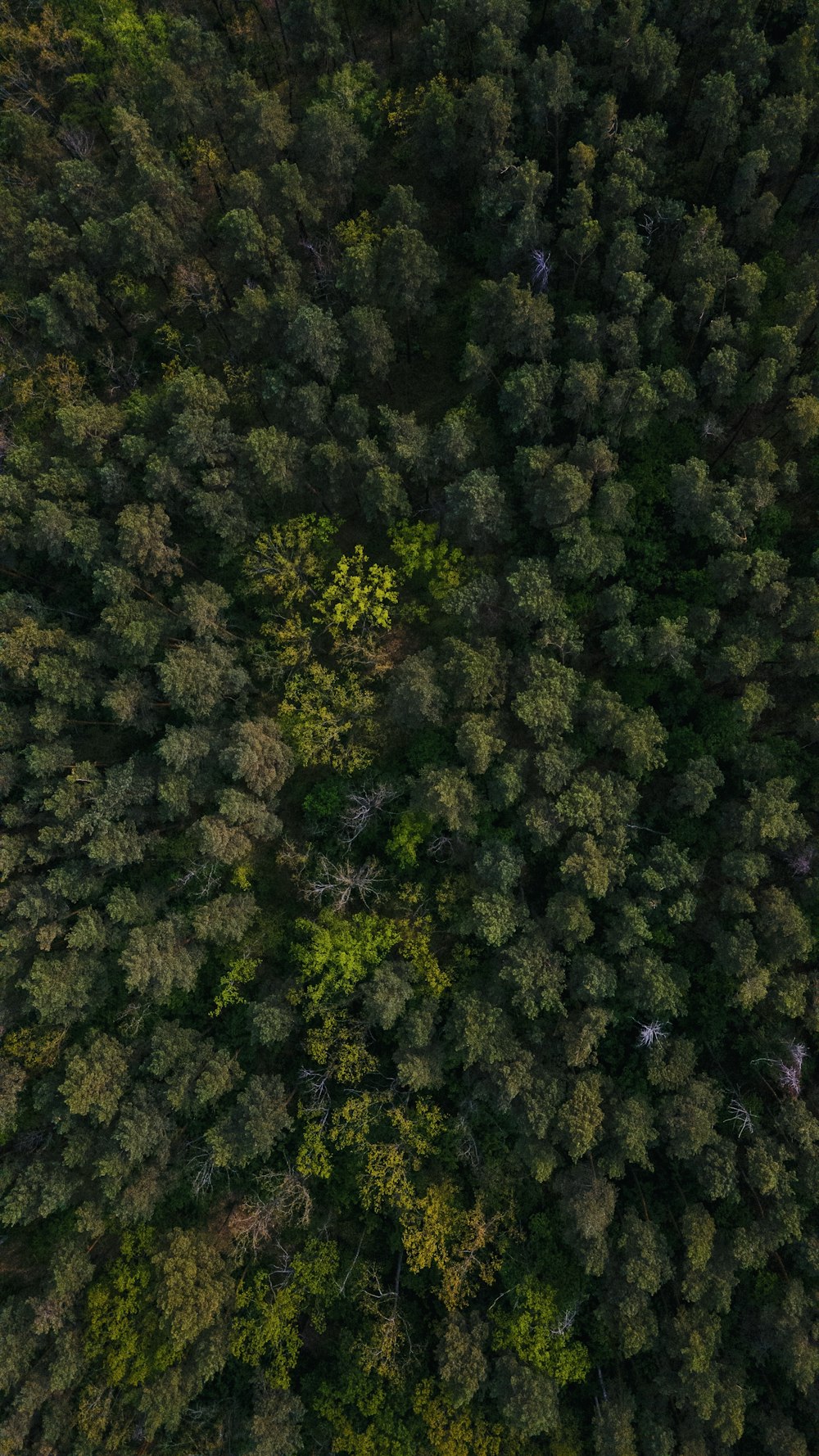 green trees on the forest