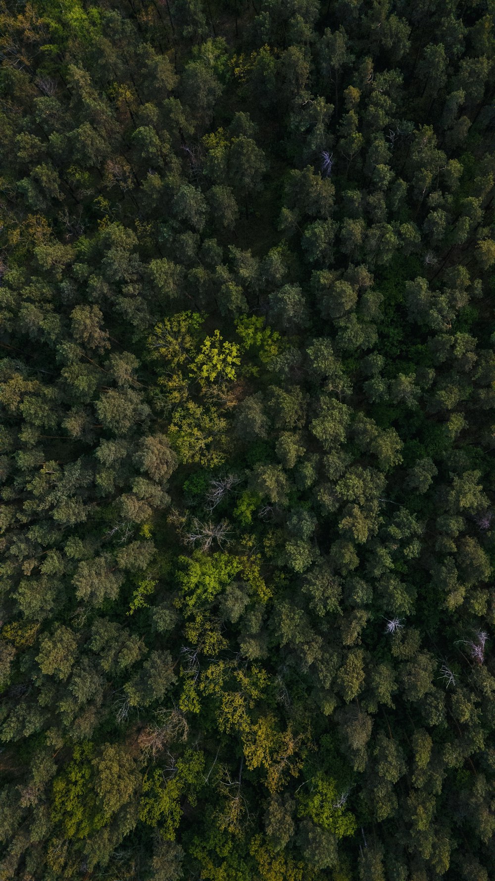 Arbres verts sur la forêt