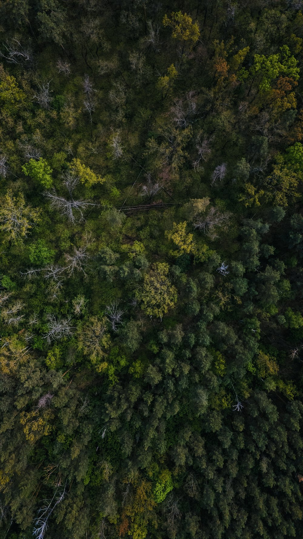 green and yellow leaf trees