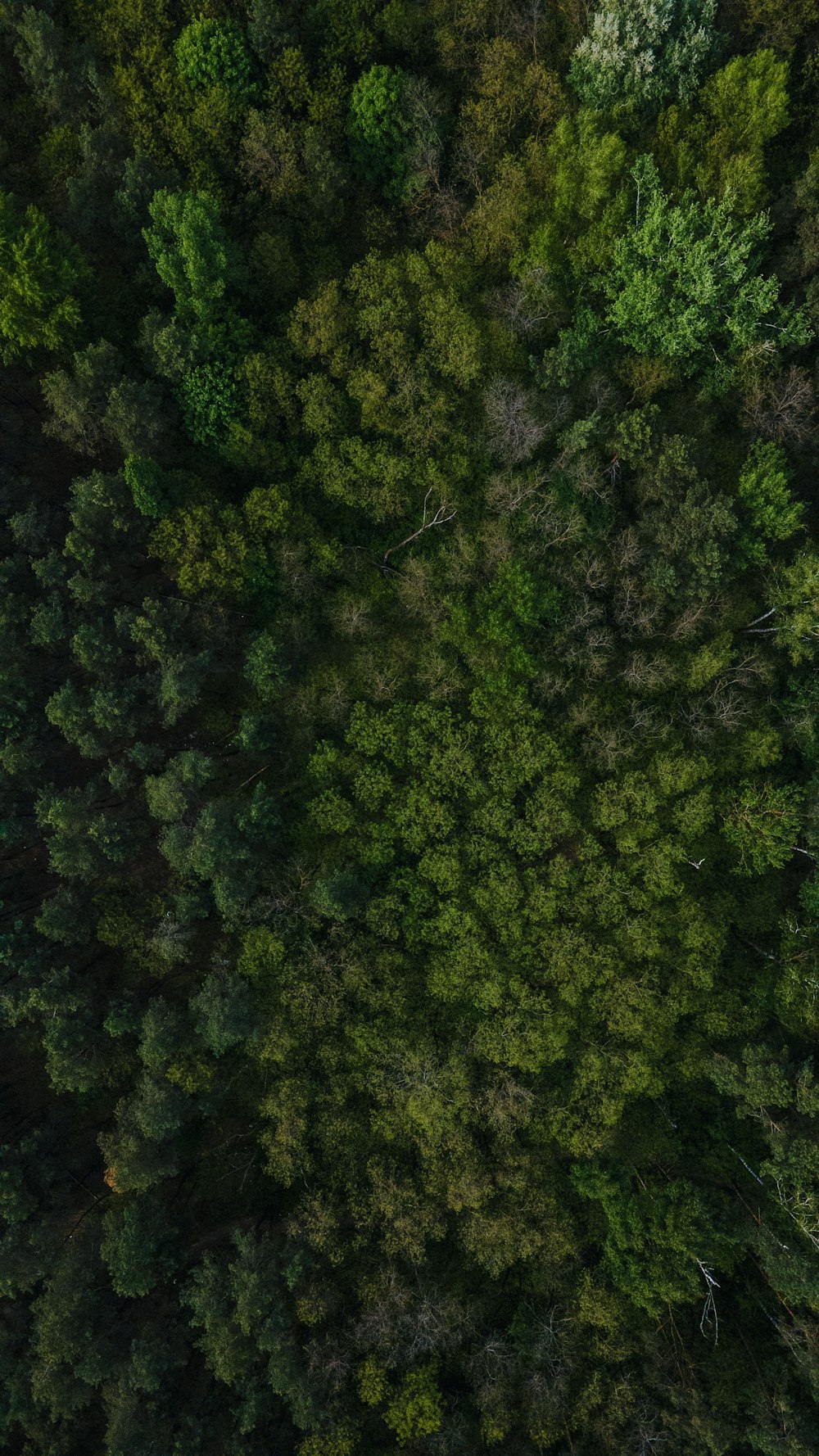 alberi verdi sulla foresta durante il giorno