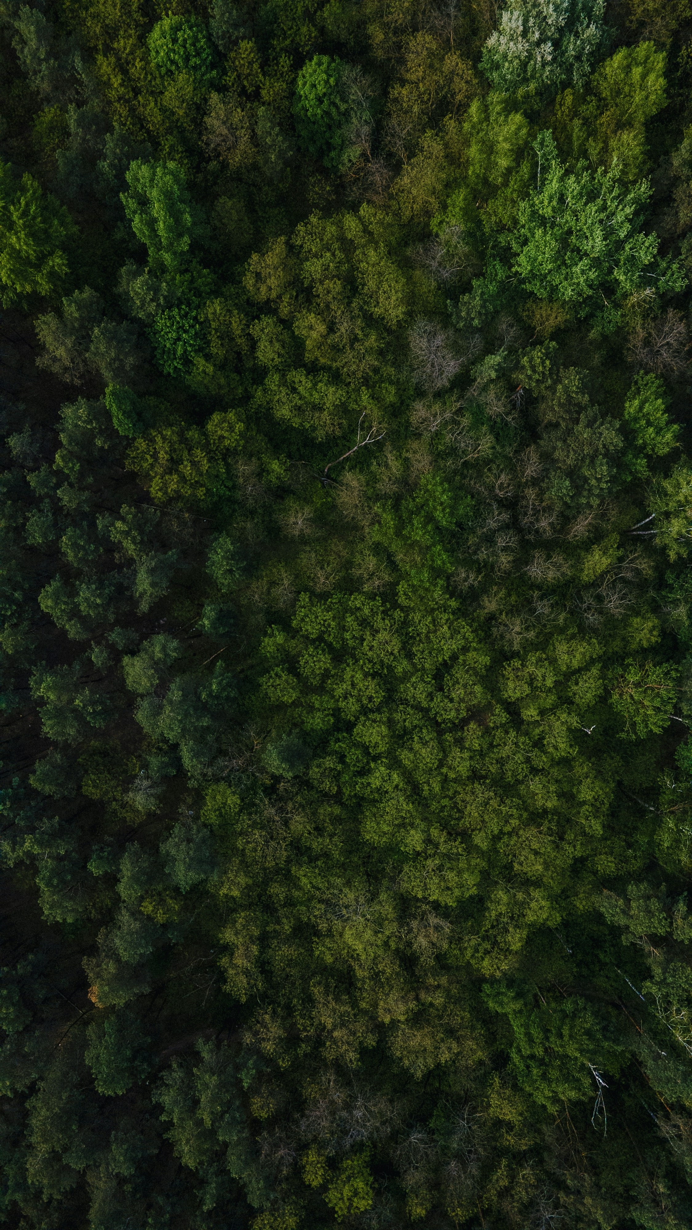 Choose from a curated selection of forest wallpapers for your mobile and desktop screens. Always free on Unsplash.