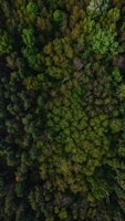 green trees on forest during daytime