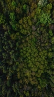 green trees on forest during daytime