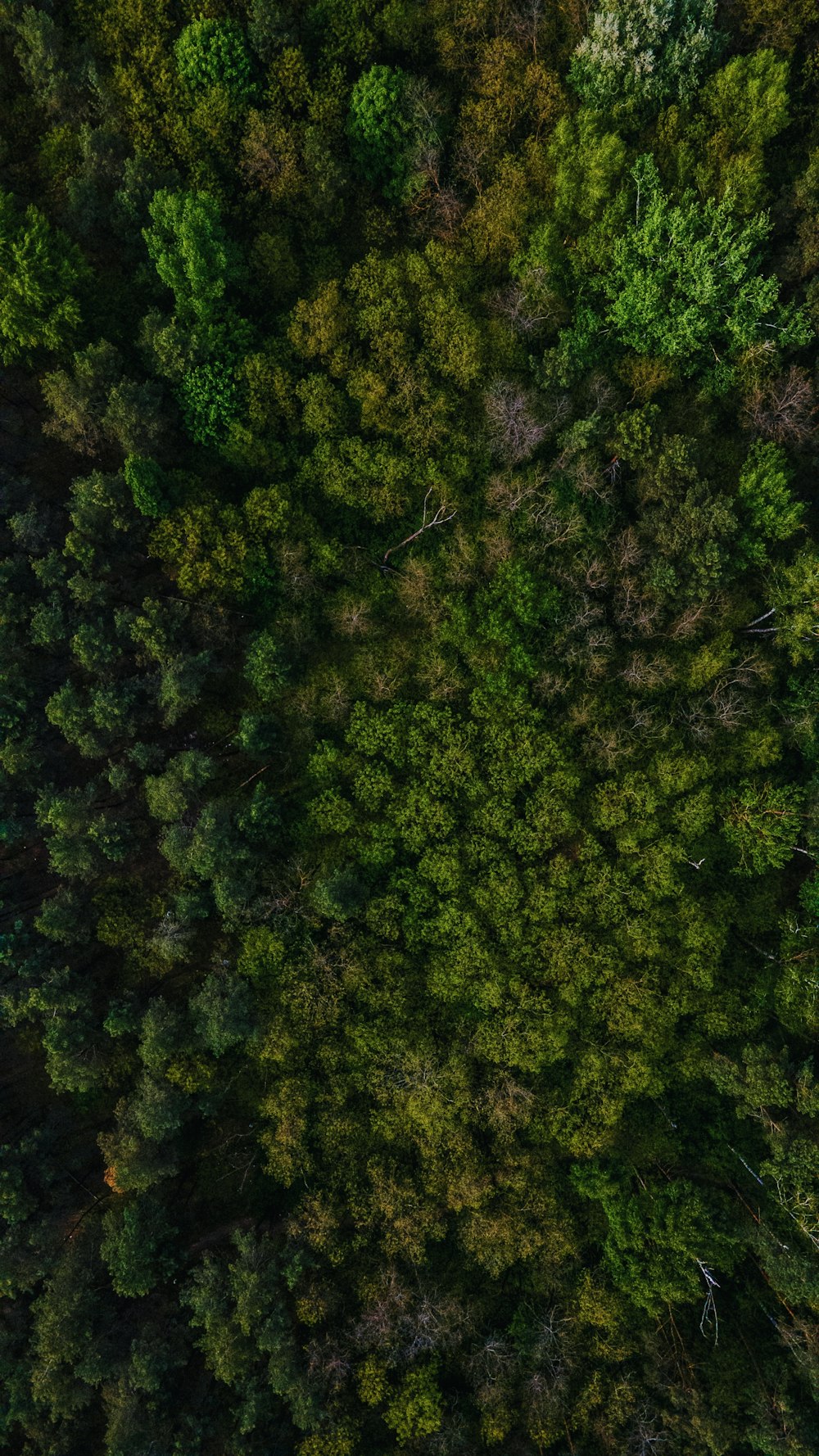 green trees on forest during daytime