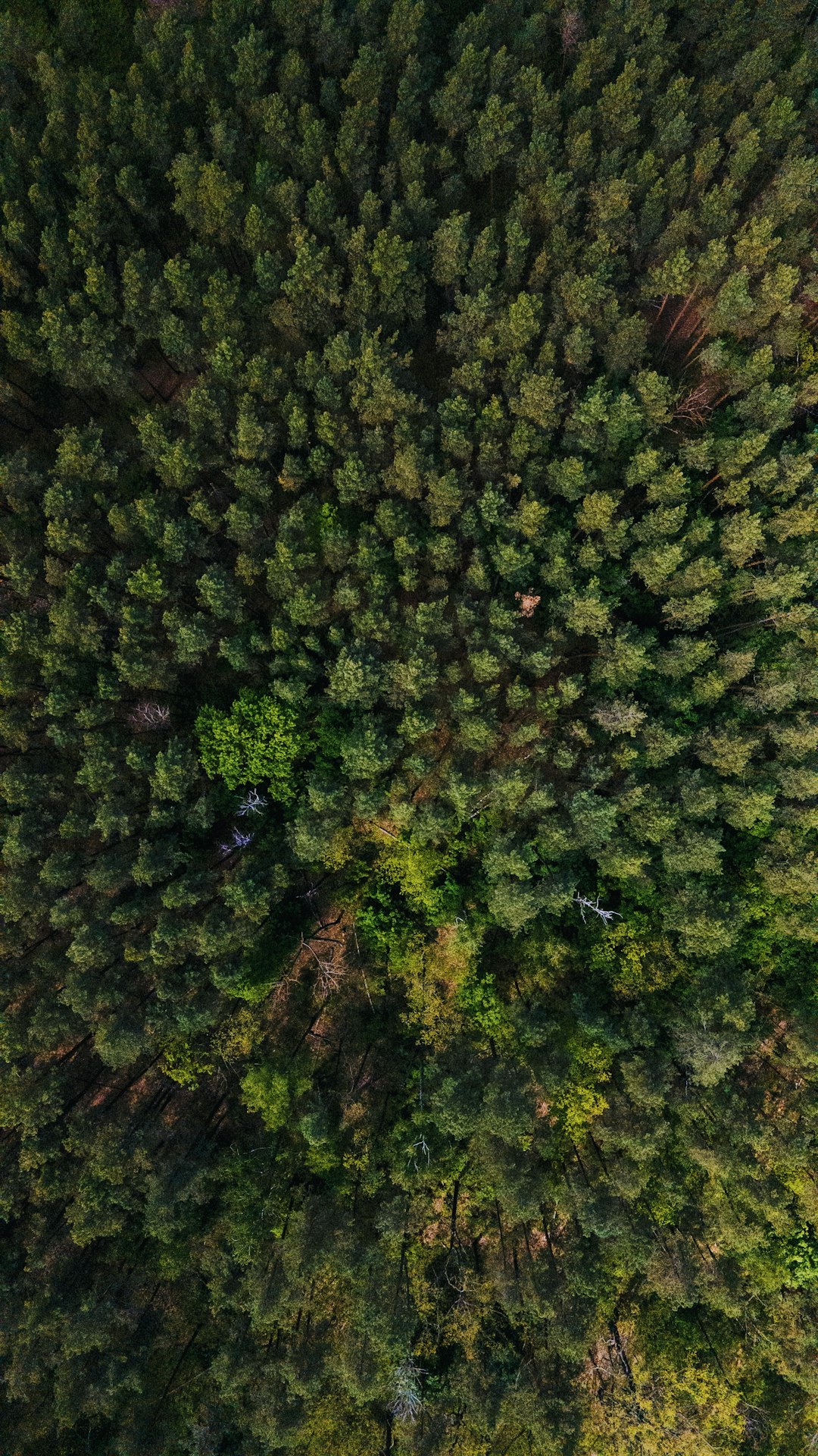 green trees in the forest