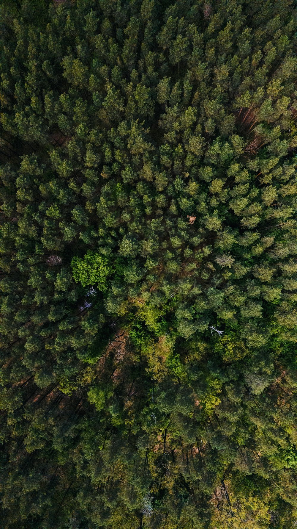 green trees in the forest