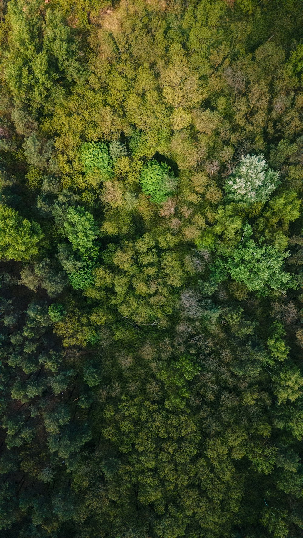 green and brown trees during daytime