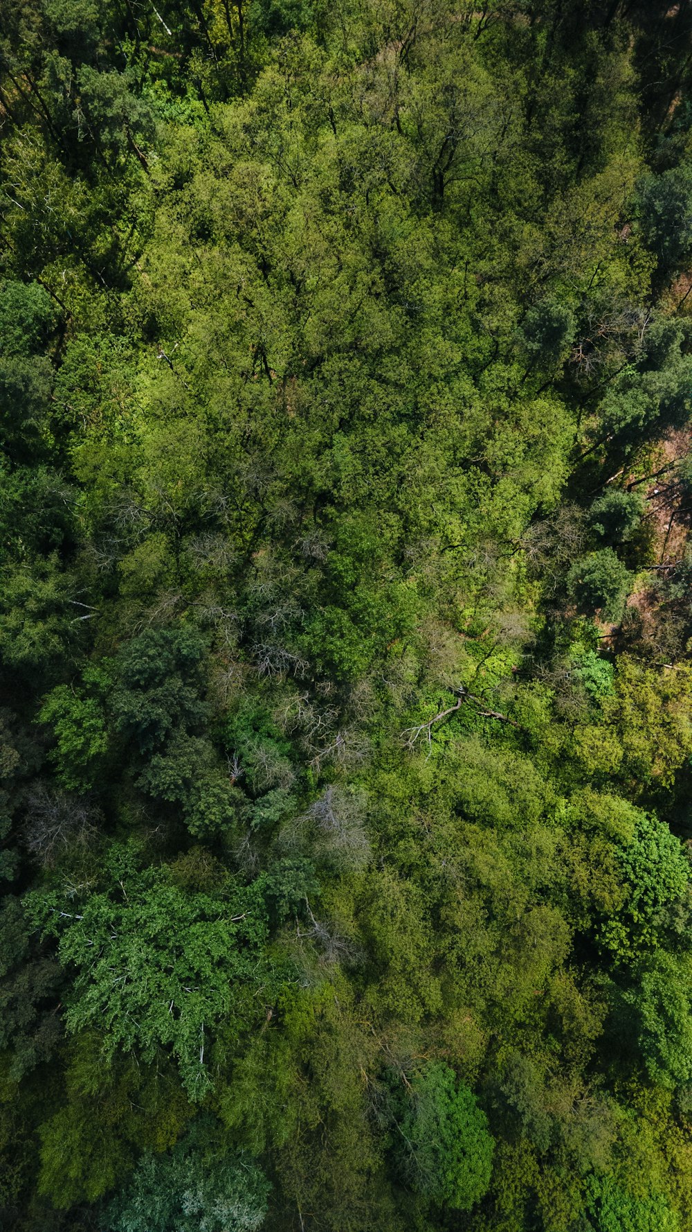 green trees on forest during daytime