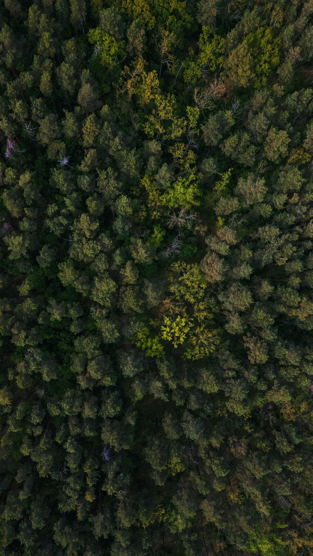 green trees on a sunny day