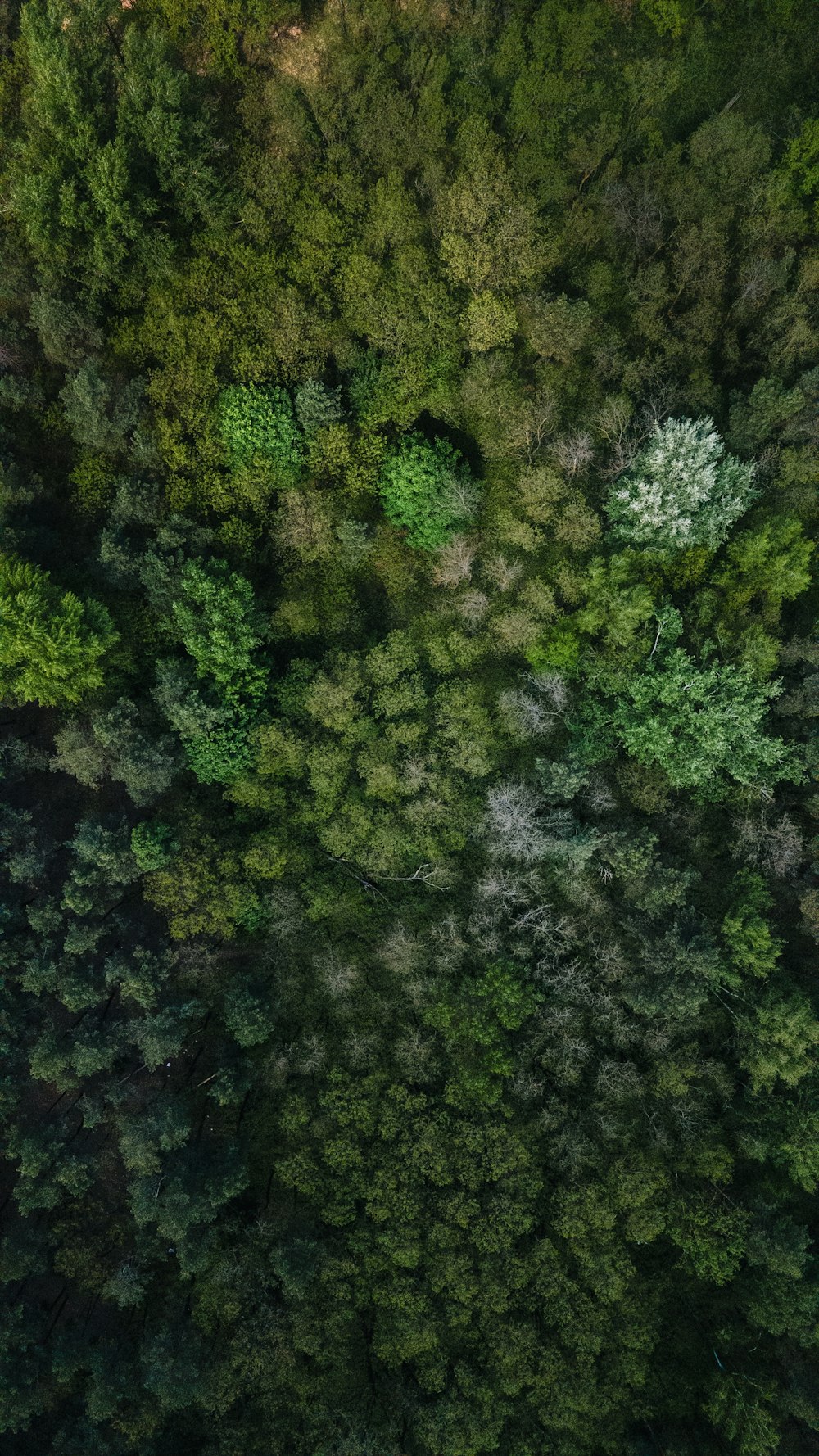 Arbres verts sur la forêt