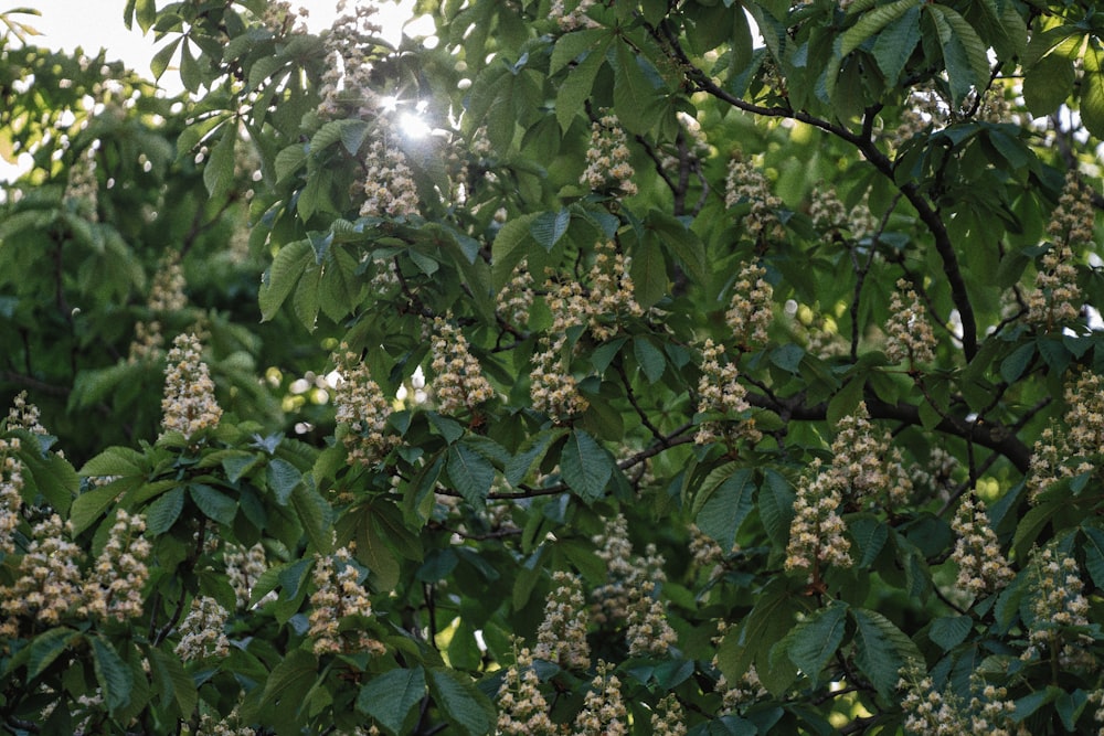 green leaves tree during daytime