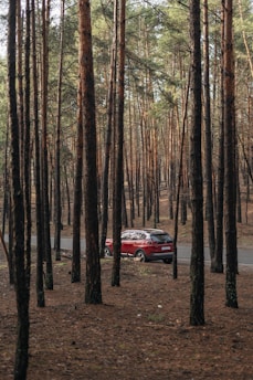 red car in the middle of the forest during daytime