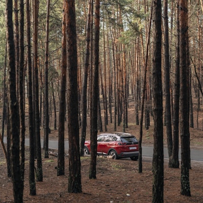 red car in the middle of the forest during daytime