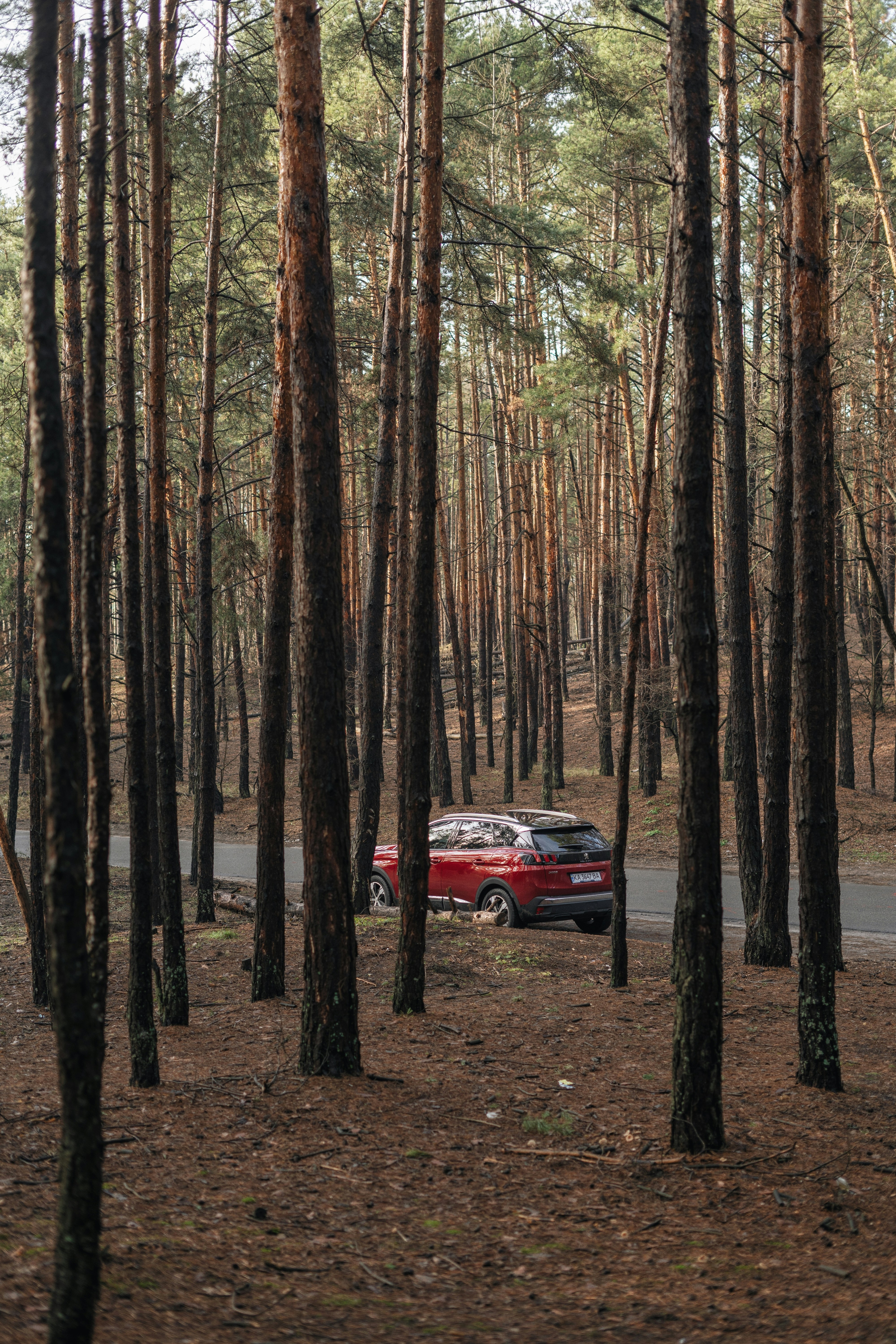 red car in the middle of the forest during daytime