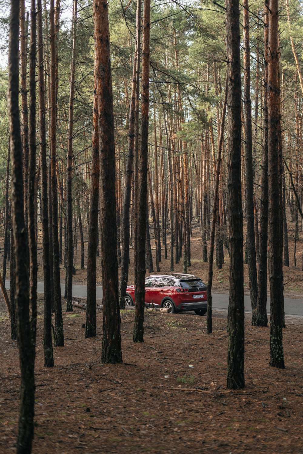 昼間の森の真ん中に赤い車