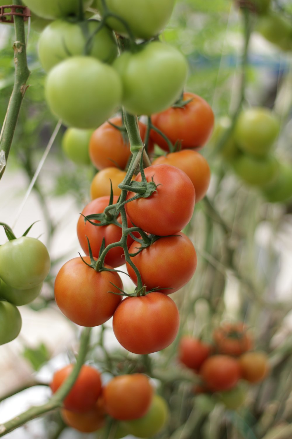 green and red round fruits