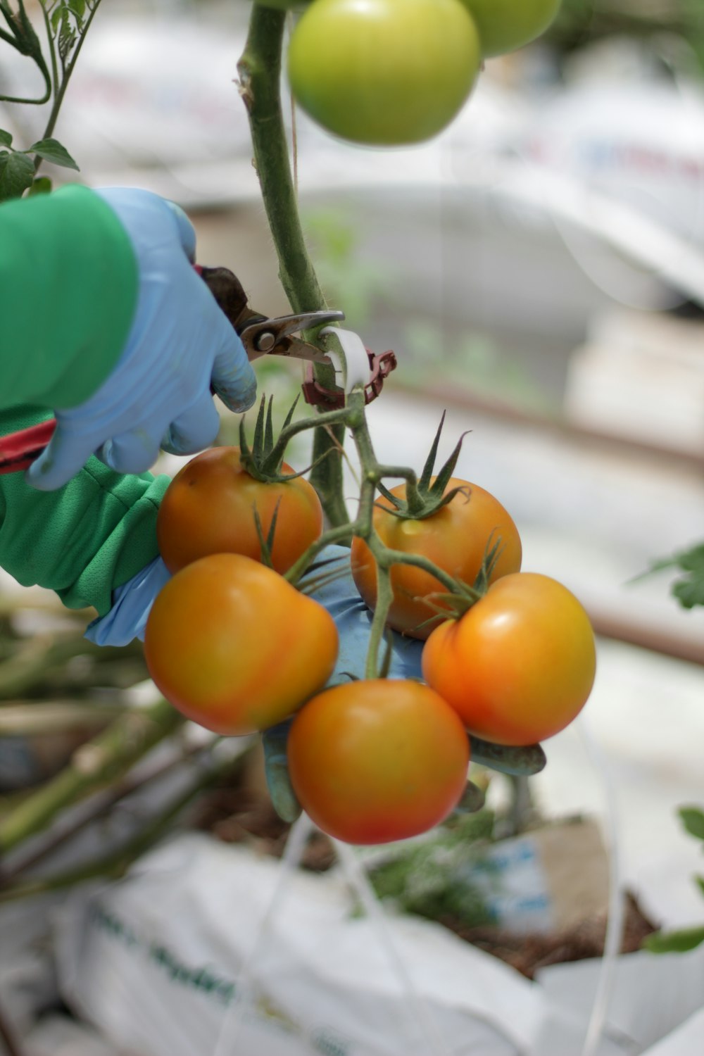 orange tomato on tree branch