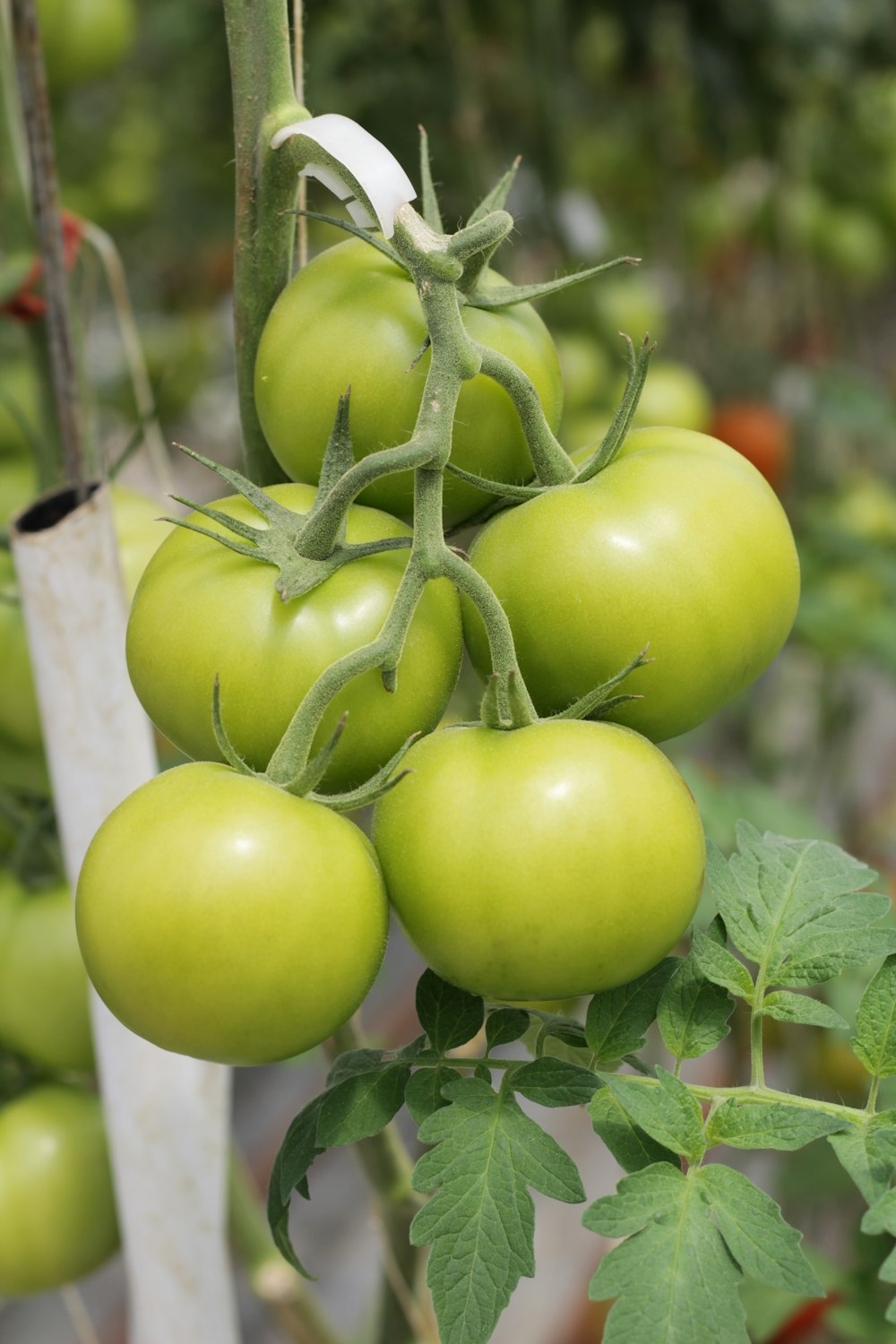 grüne Tomatenfrucht auf weißem Holzzaun