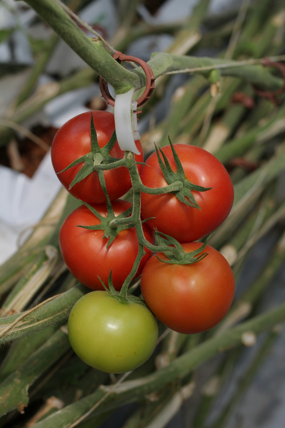 red and green tomato fruits