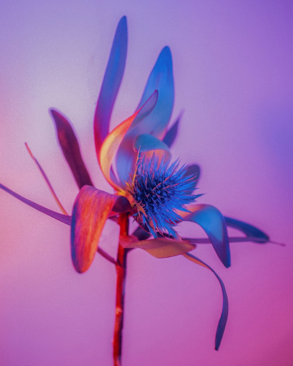 blue and yellow flower in close up photography