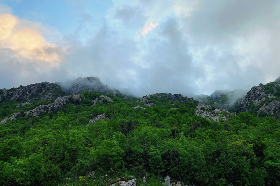 green trees under white clouds during daytime