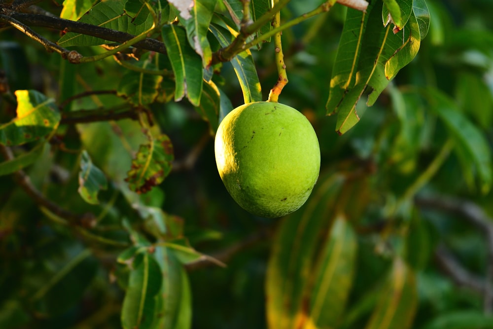 Fruit rond vert sur arbre