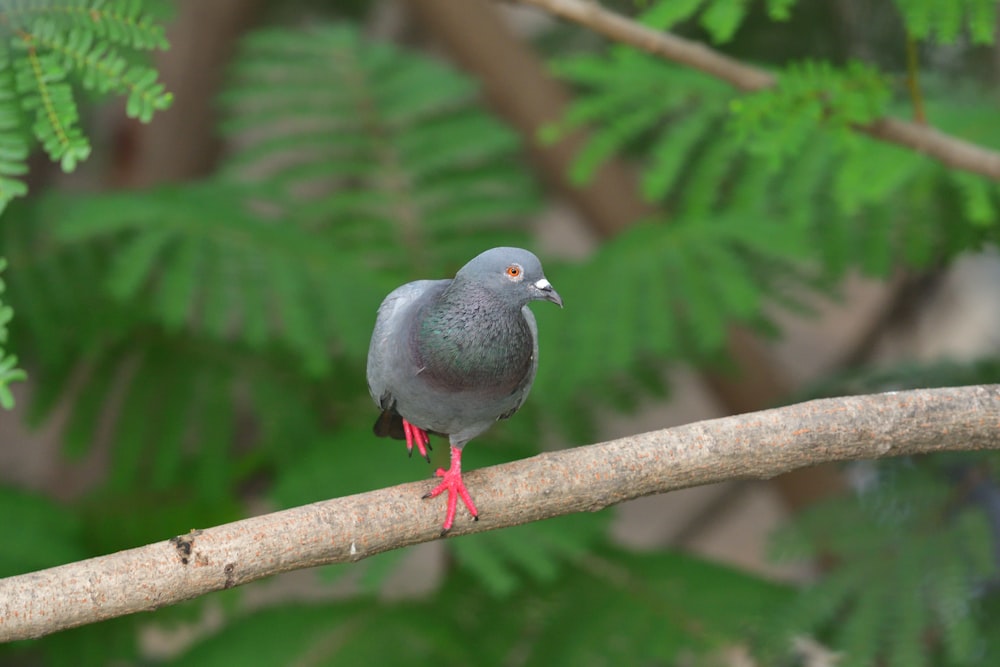 gray bird on brown tree branch