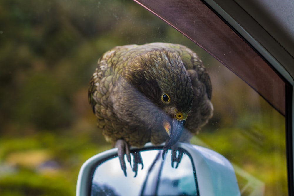 brown bird on car window during daytime