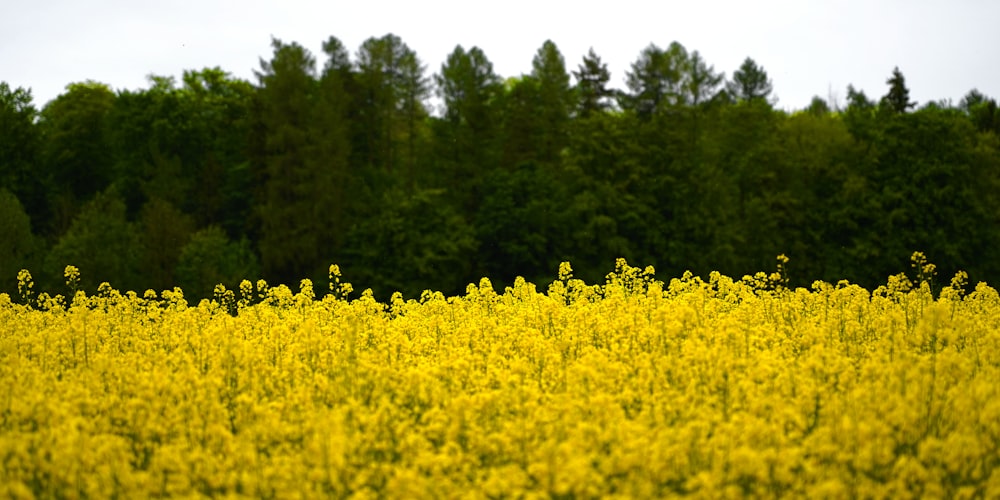 yellow flower field during daytime