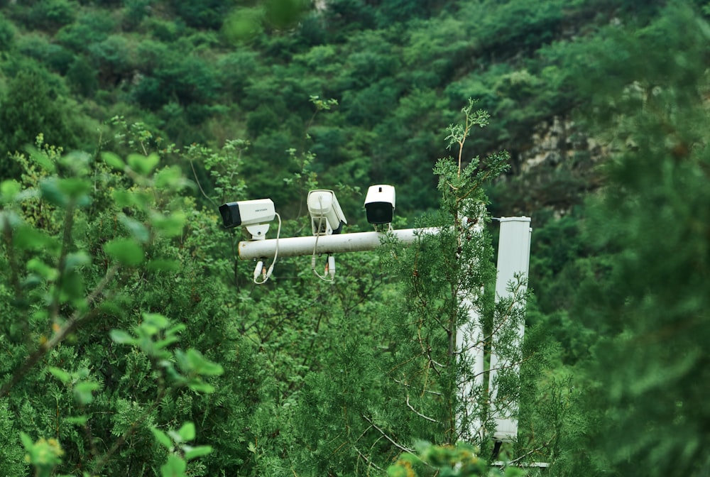 white and black wooden cross on green plants during daytime