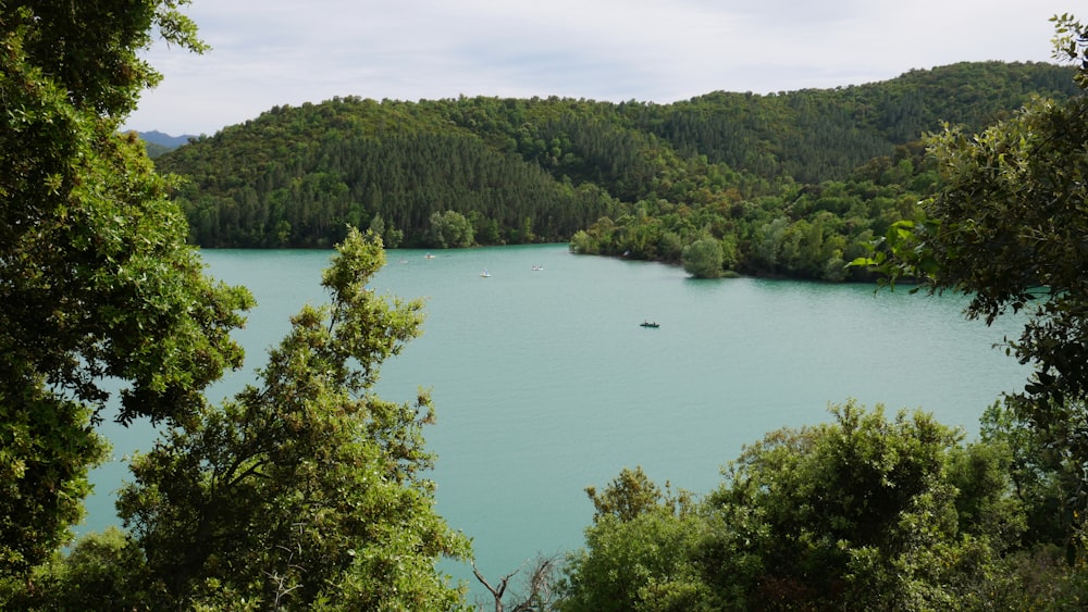 green trees near body of water during daytime