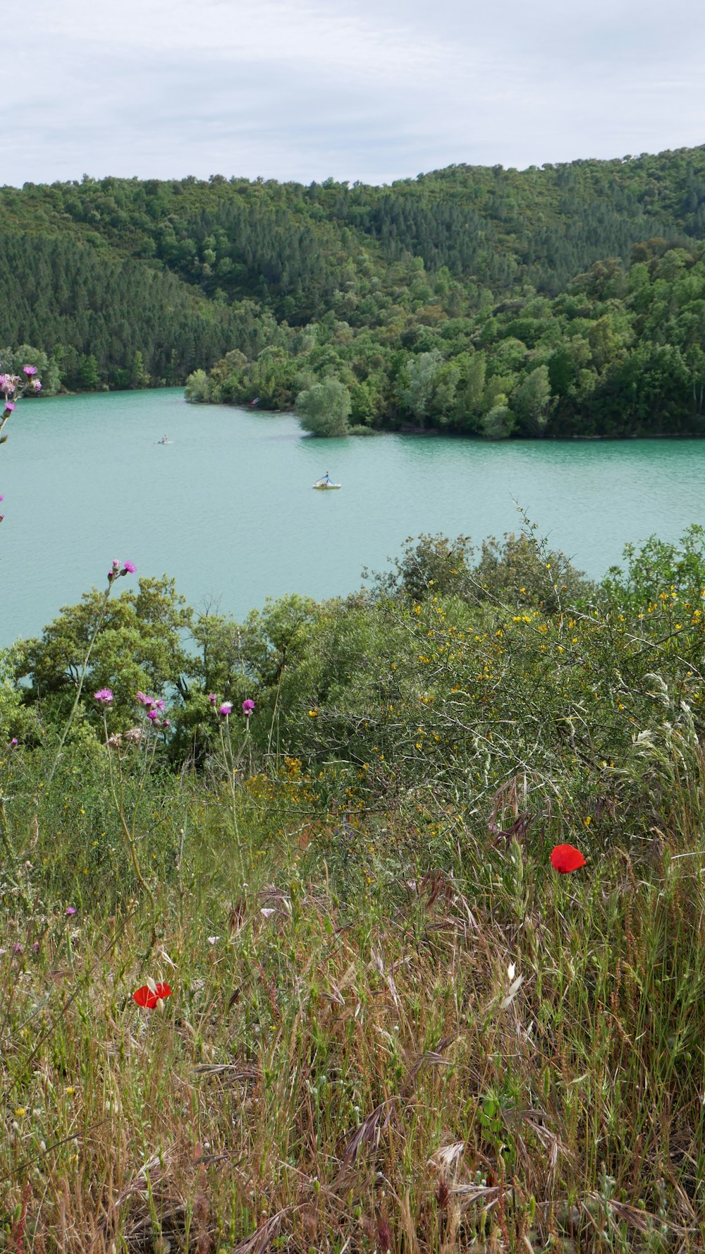 Champ d’herbe verte près d’un plan d’eau pendant la journée