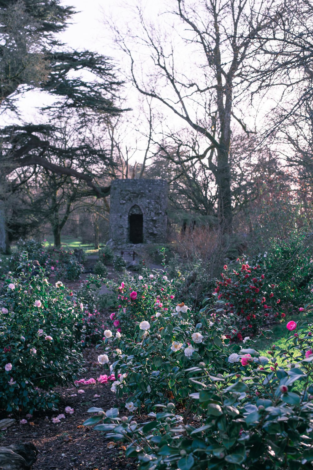 pink and white flowers near bare trees during daytime