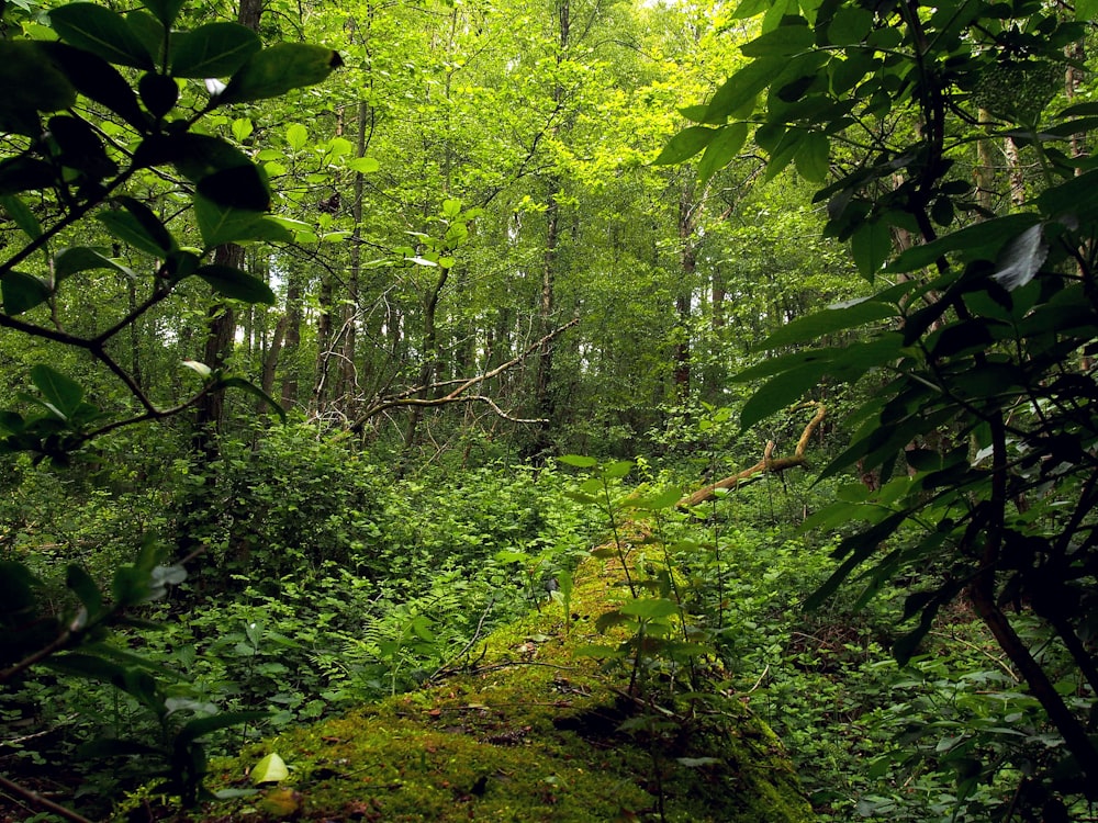 green moss on brown soil