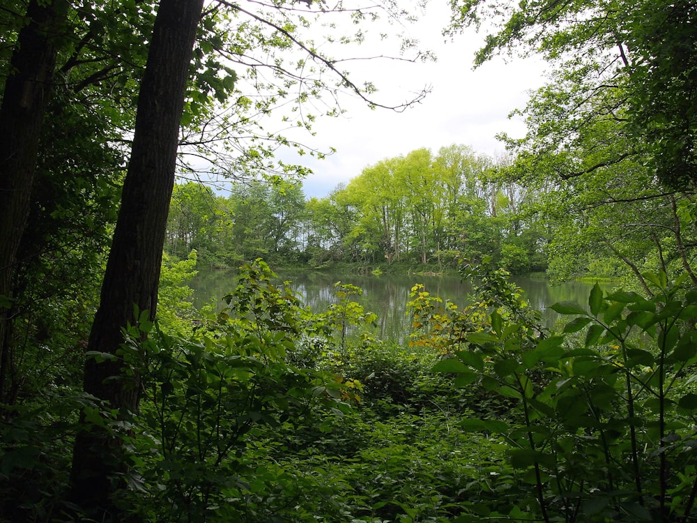 green trees and plants during daytime