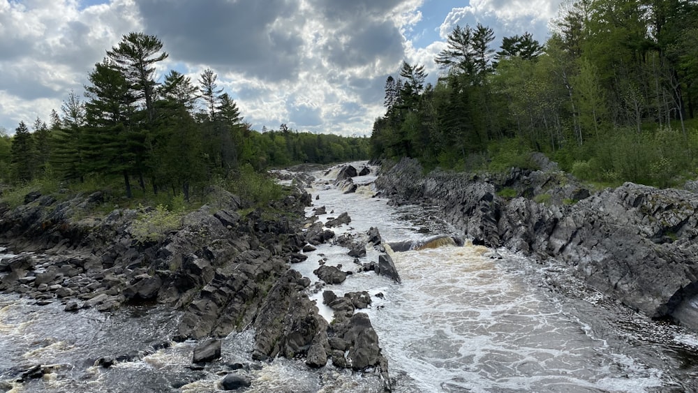 rivière entre les arbres verts sous le ciel bleu pendant la journée