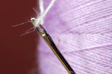 Close-up of a needle pulling thread through colorful fabric.