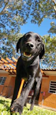 A cheerful dog and sitter walking away from a vet clinic on a sunny day.
