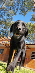 A happy family meeting a playful puppy in a sunny Texas backyard.