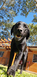 A happy dog being walked on a sunny neighborhood street with a cozy house in the background.