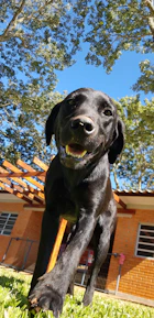Happy adopted dog playing in a sunny backyard with its new family.